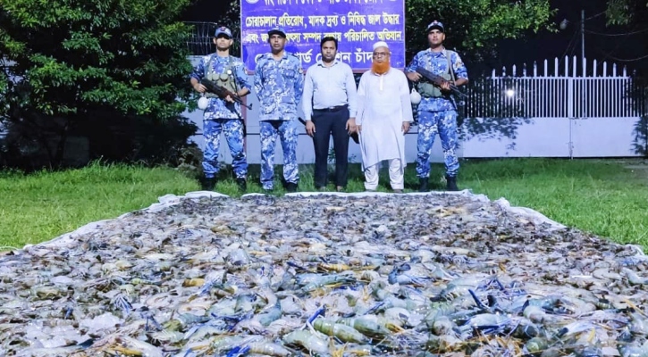 চাঁদপুরের বাজারে বিক্রি হচ্ছিল জেলিযুক্ত চিংড়ি, হাজার কেজি জব্দ